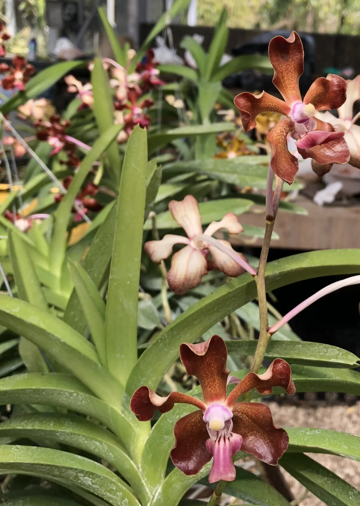 Vanda Veeraphol Fragrance x tessellata (SI3015) — Motes Orchids